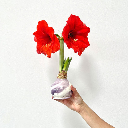 Marbled Lilac Swirl Waxed Amaryllis Bulb with sovereign blooms