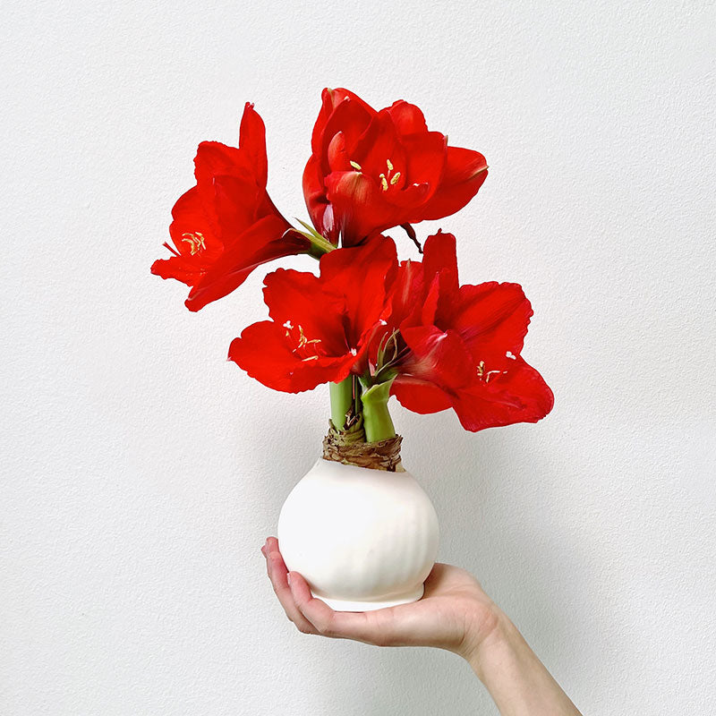 White Waxed Amaryllis Bulb with sovereign blooms