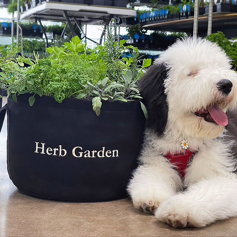 Culinary Herb Garden Starter Kit - Black Hangable / Stackable Garden Planter