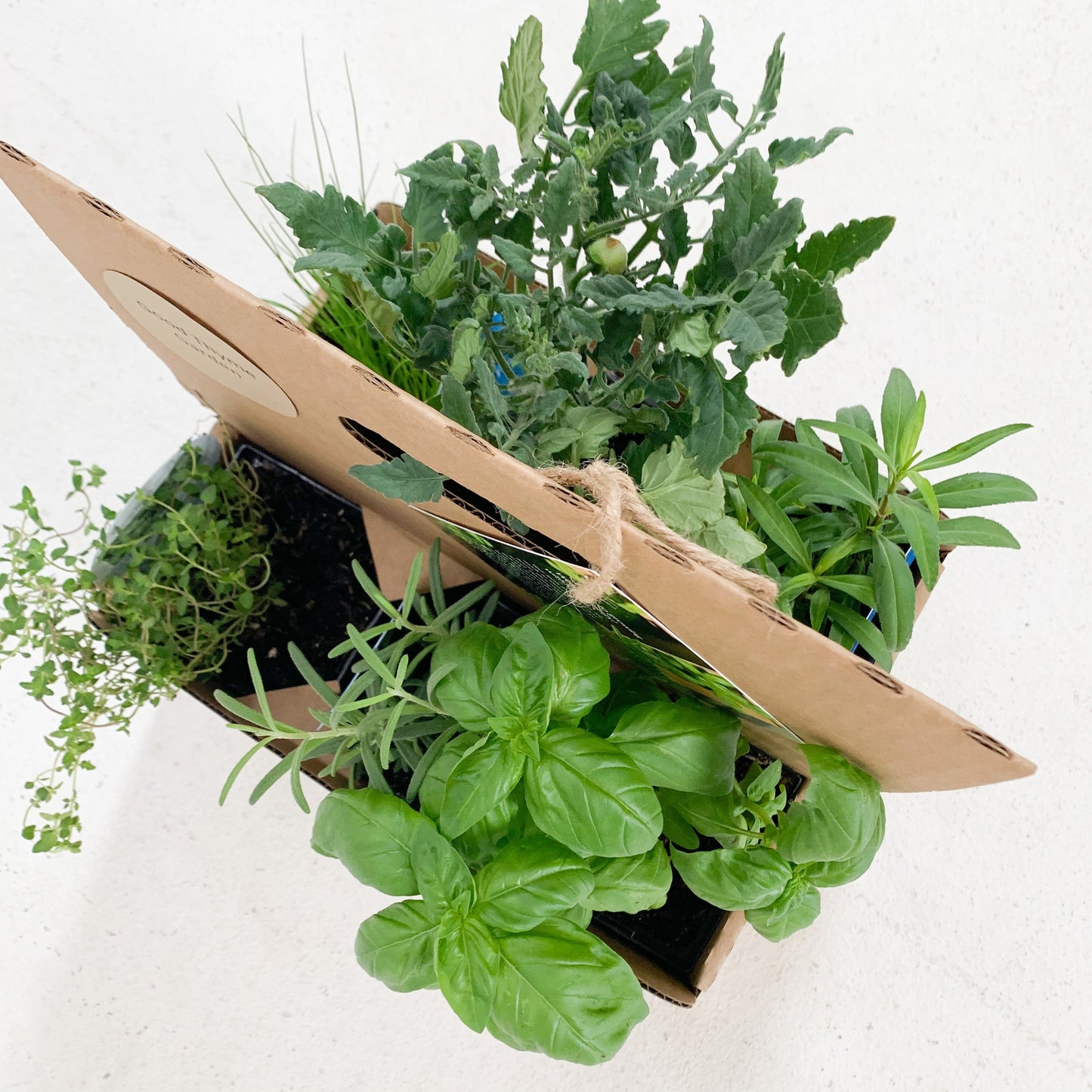 Homegrown Garden Kit with leafy green plants & tools