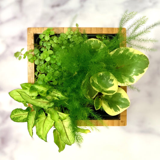 Fern Garden in Bamboo Planter - Goody