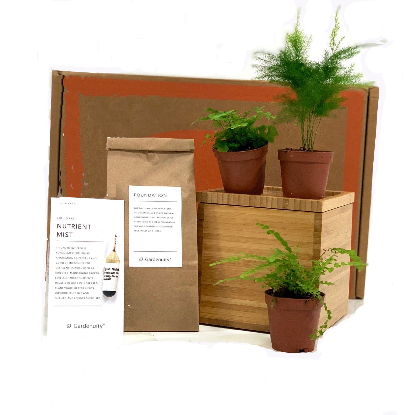 Fern Desktop Garden‎ in bamboo planter