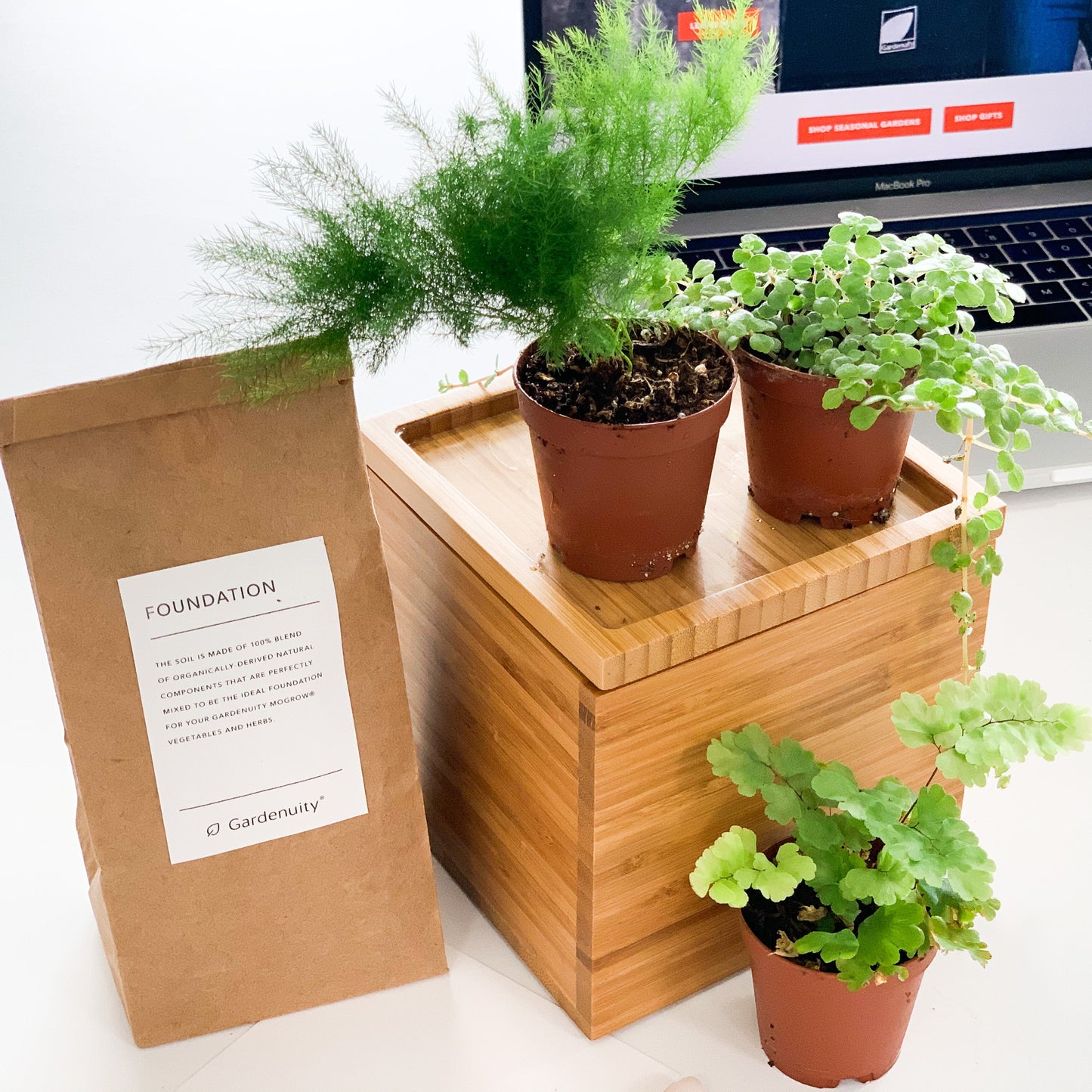 Fern Desktop Garden‎ in bamboo planter