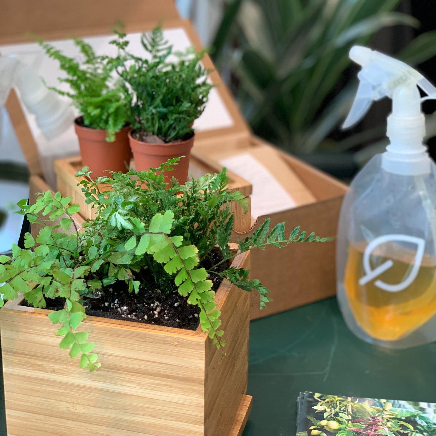 Fern Desktop Garden‎ in bamboo planter