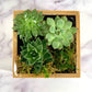 Succulent Garden in Bamboo Planter - Goody