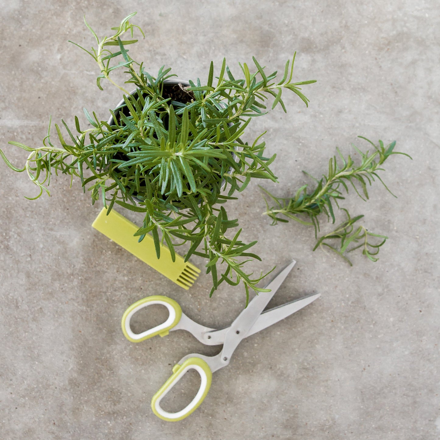 Mincing Scissors for Herbs