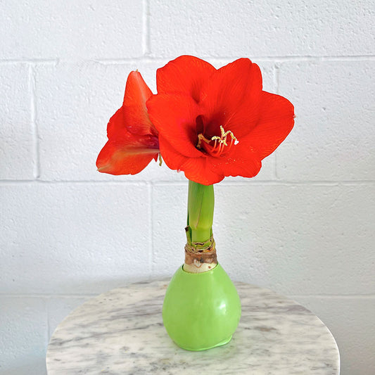 Mint Waxed Amaryllis Bulb with Sovereign Bloom