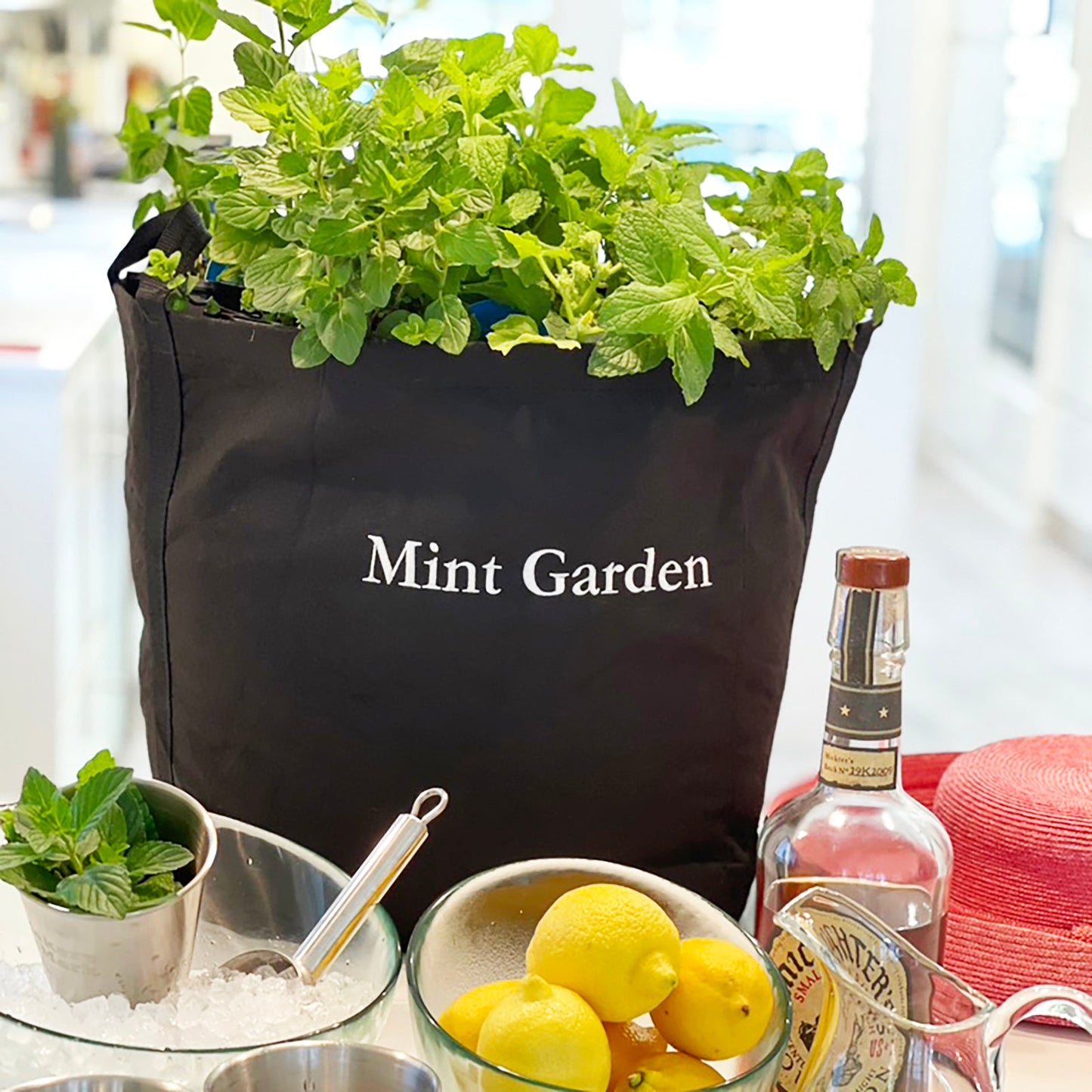 Mint Garden Kit‎ with seasonal herb plants