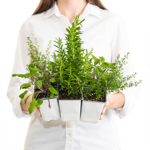 Cocktail Herbs Plant Collection – Gardenuity