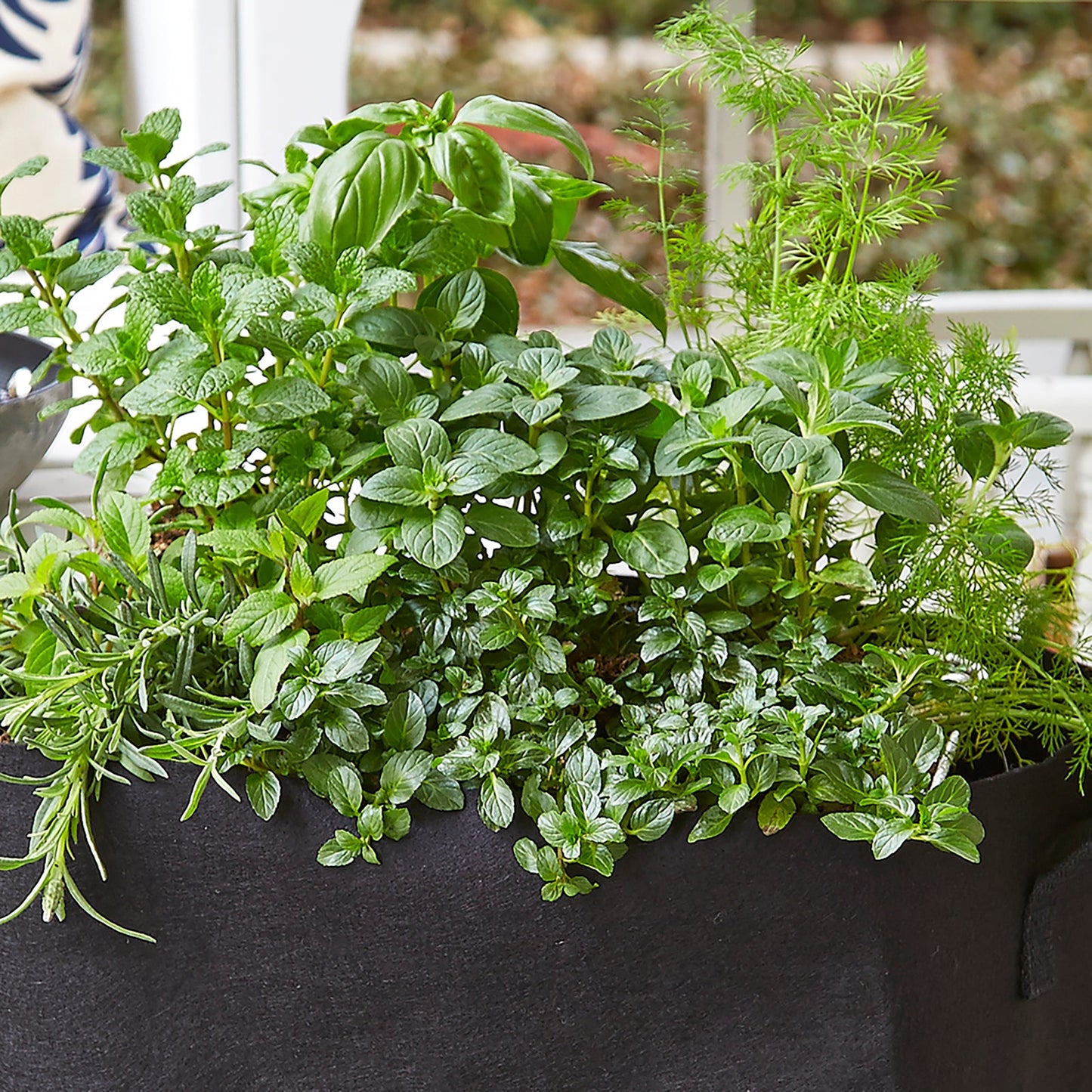 Culinary Herbs Plant Collection