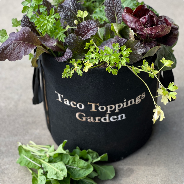 Outdoor Garden Kit with leafy greens & herb plants