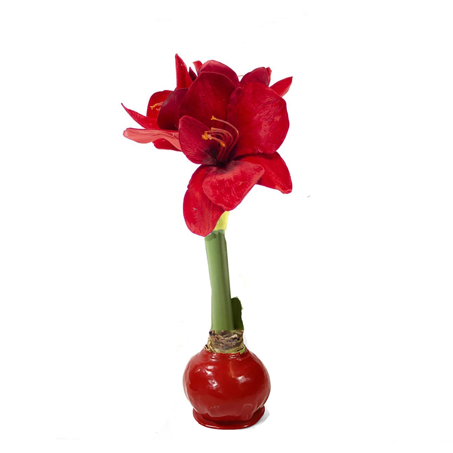 Red Waxed Amaryllis Bulb, Red Bloom Sold Out