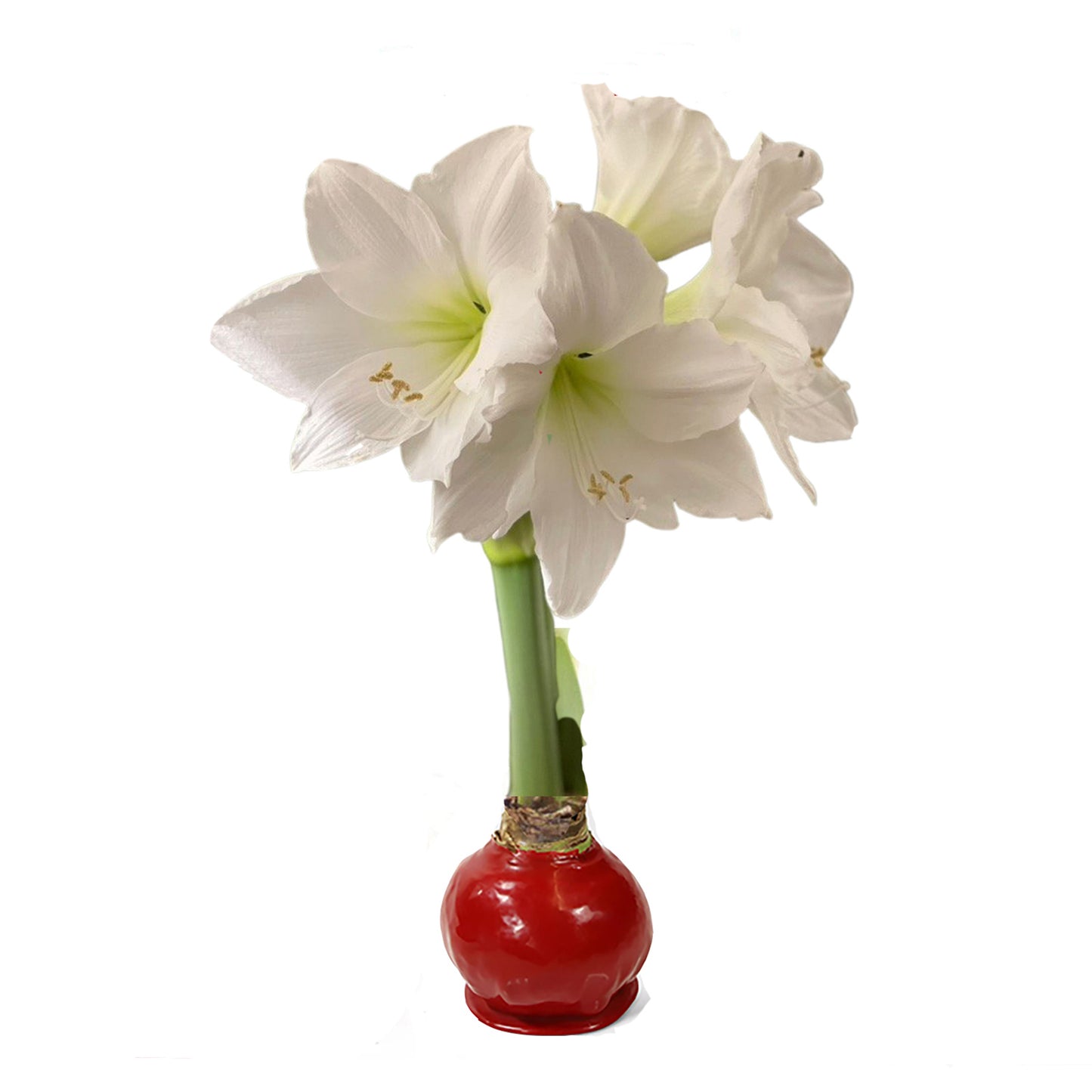 Red Waxed Amaryllis Bulb, Red Bloom Sold Out