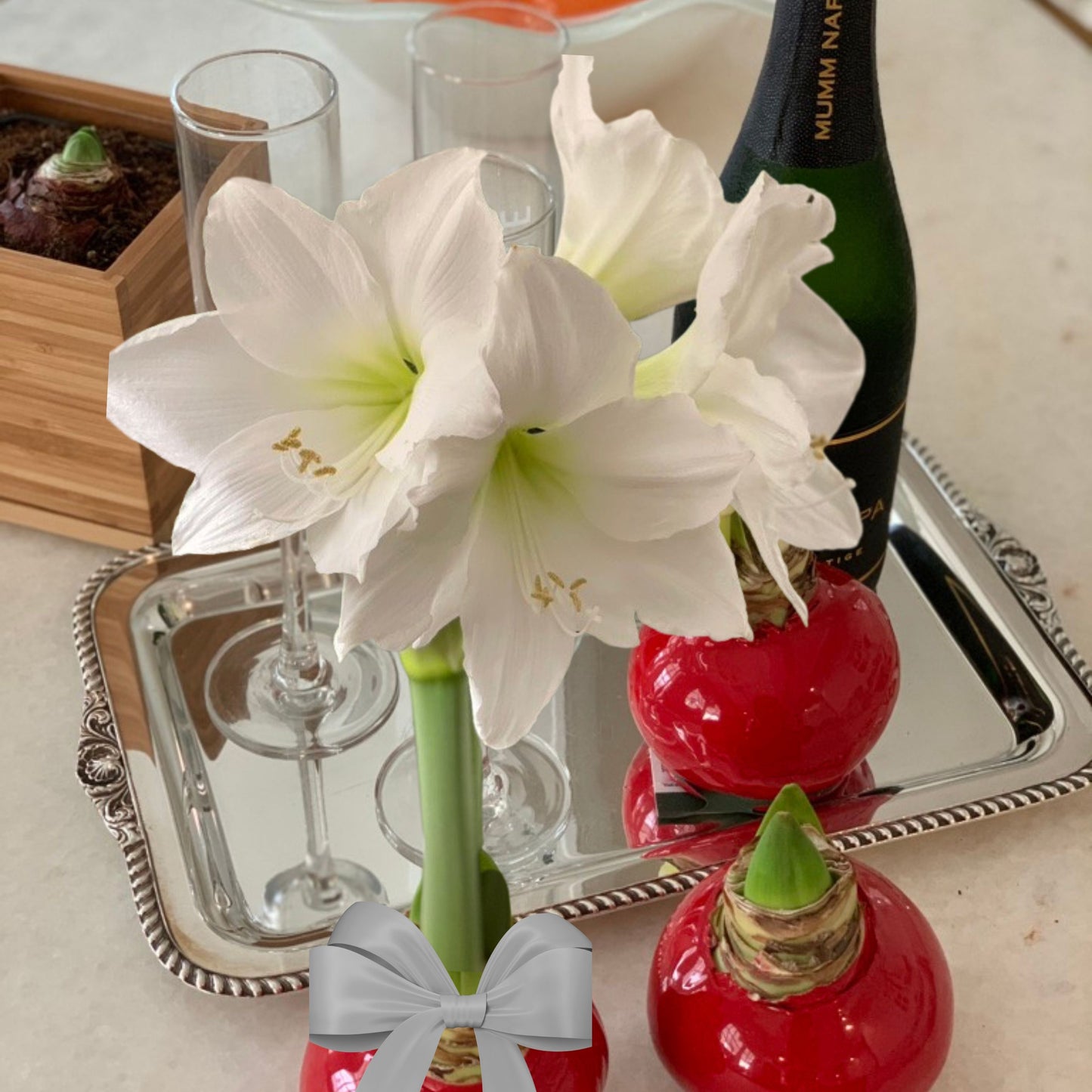 Red Waxed Amaryllis Bulb, Red Bloom Sold Out