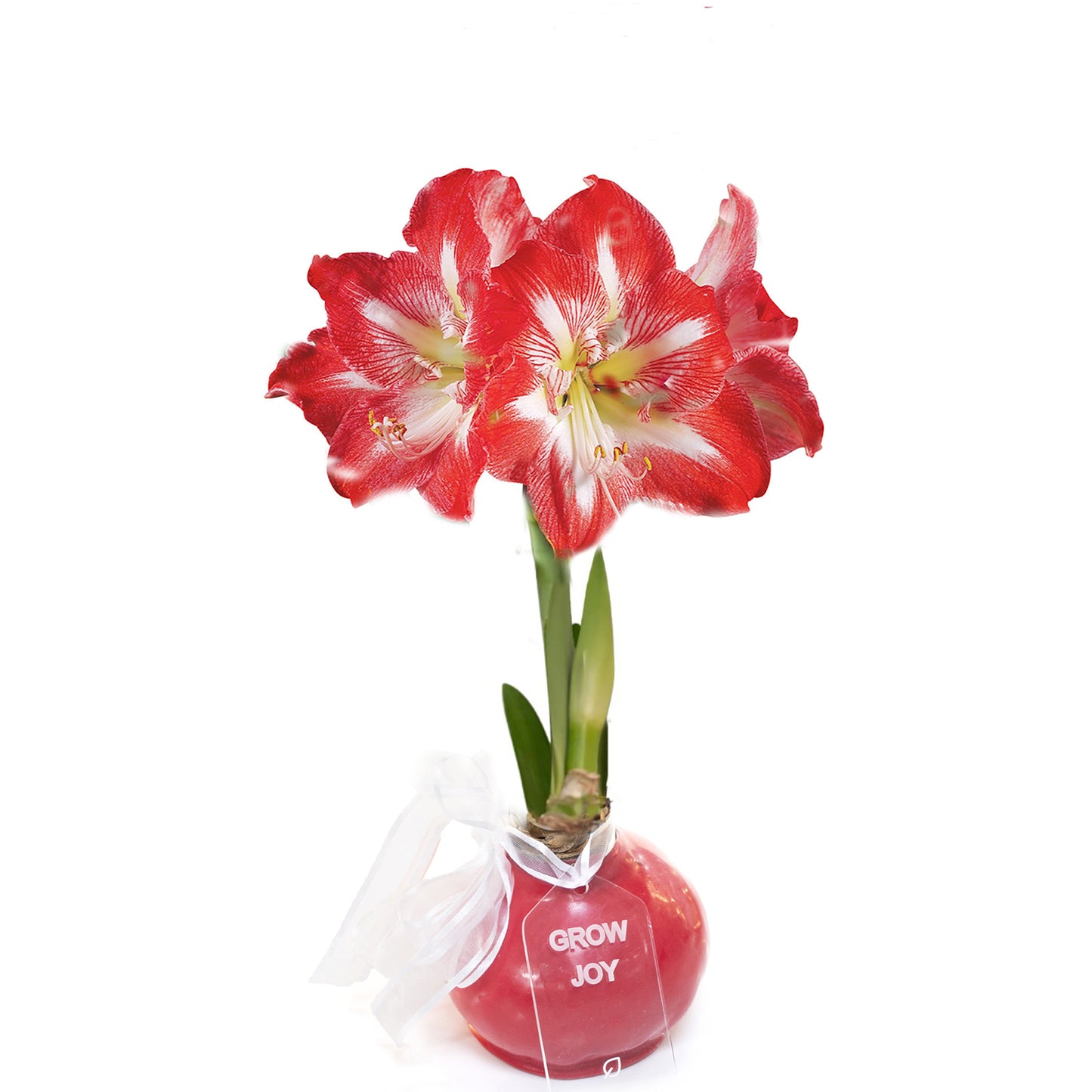 Red Waxed Amaryllis Bulb, Red Bloom Sold Out