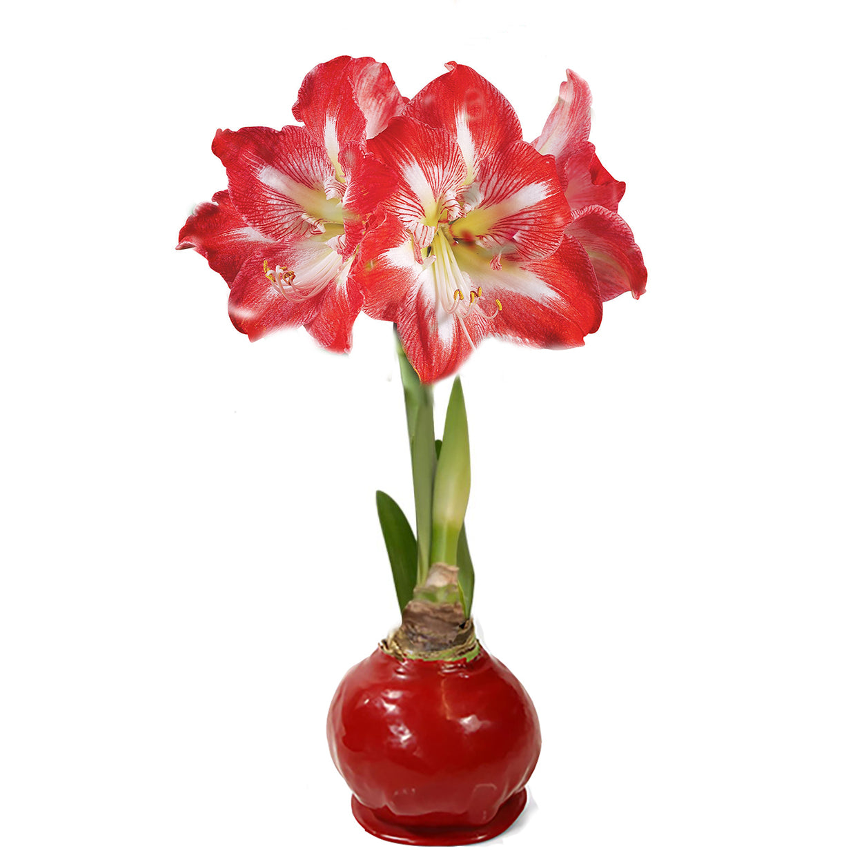 Red Waxed Amaryllis Bulb, Red Bloom Sold Out