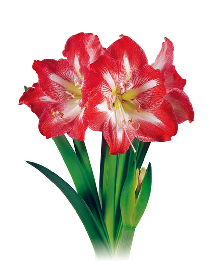 Gold Waxed Amaryllis Bulb, Peppermint Bloom - Sold Out