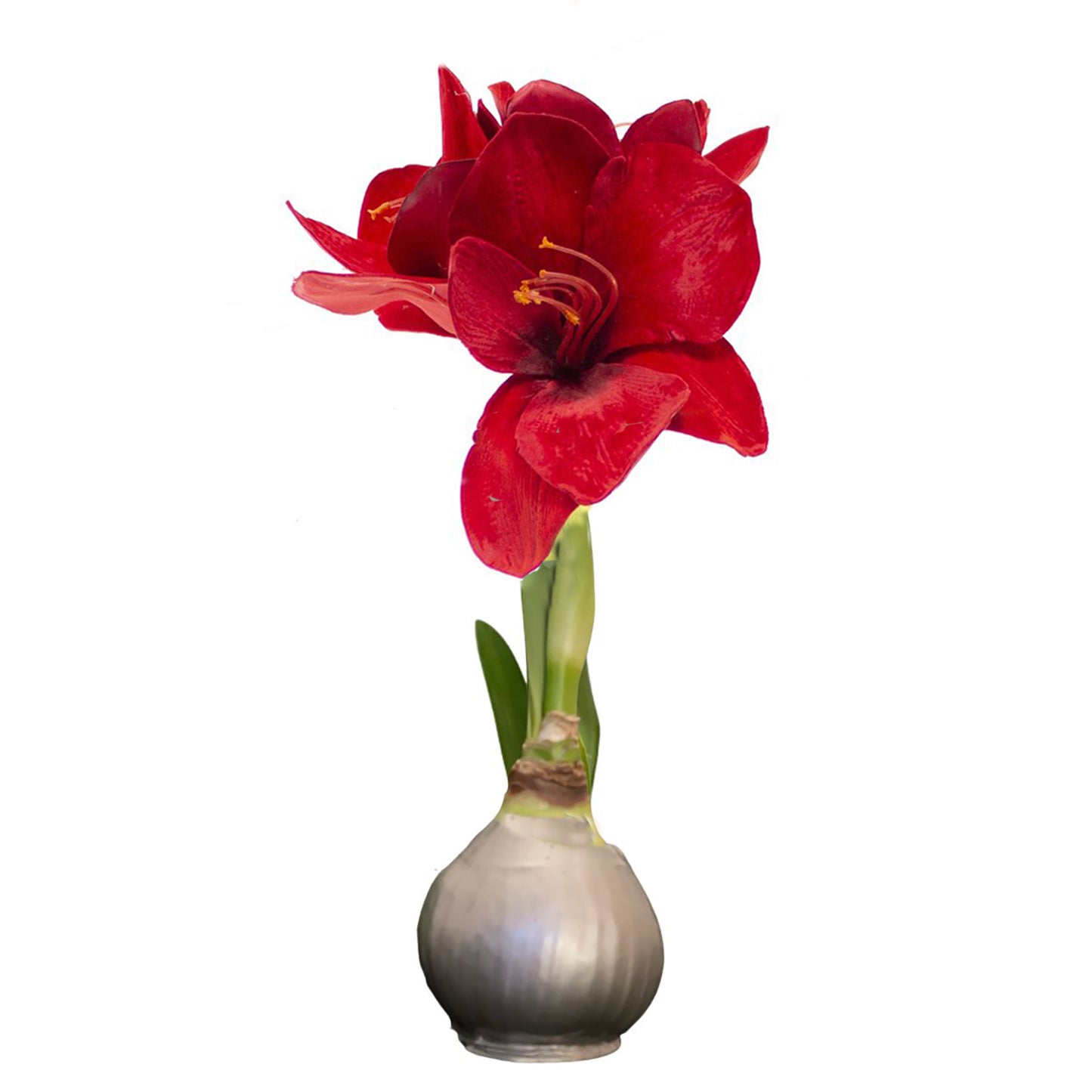 Silver Waxed Amaryllis Bulb, Red Bloom - Sold Out