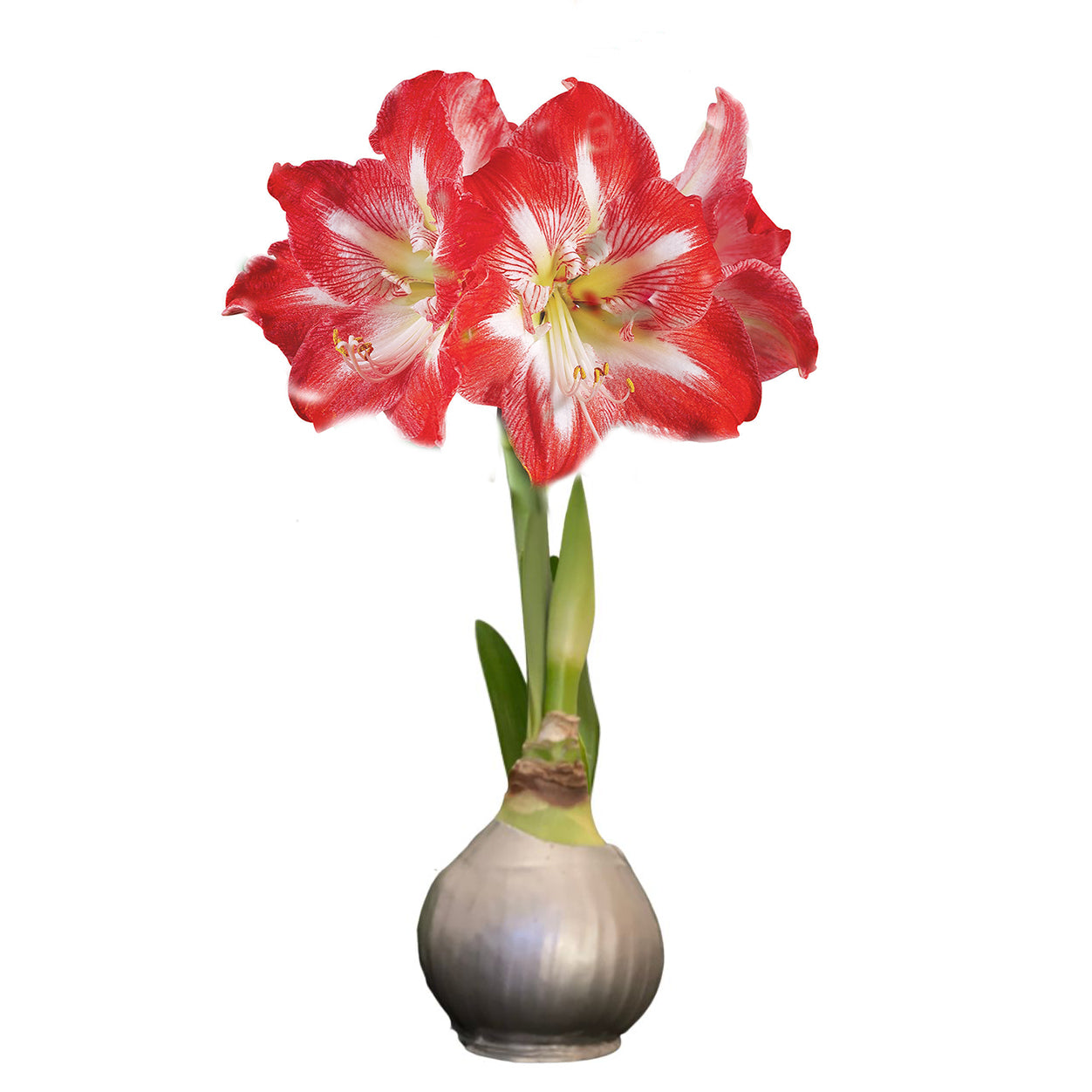 Silver Waxed Amaryllis Bulb, Red Bloom - Sold Out