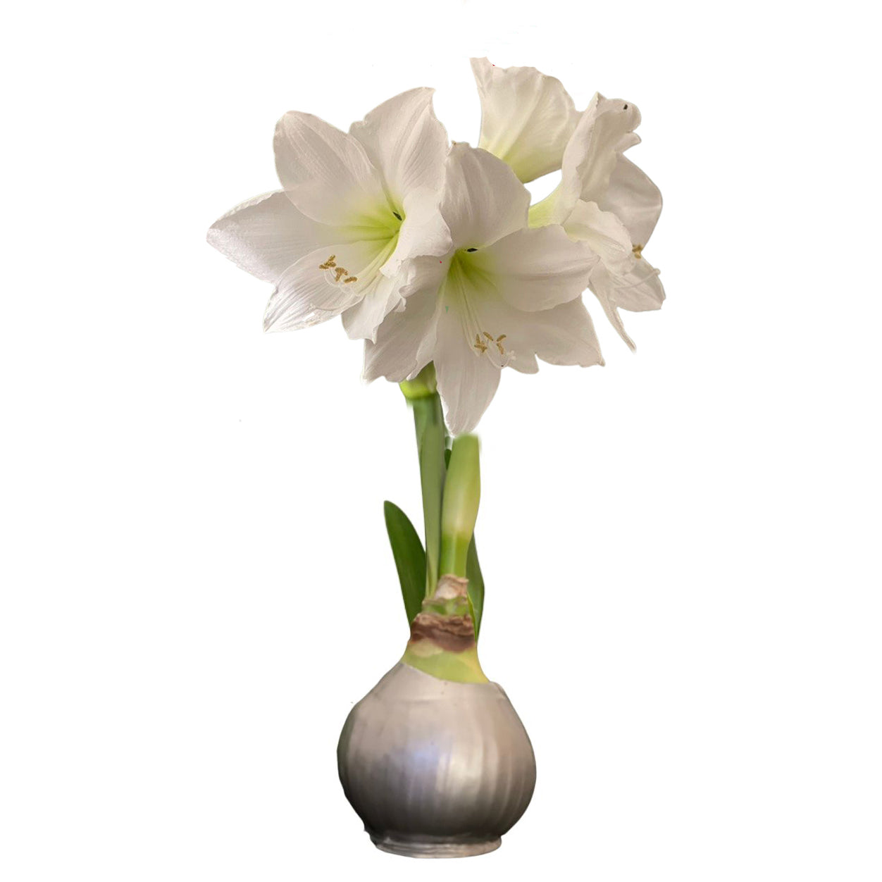New Year's Bundle - Gold & Silver Waxed Amaryllis Bulb Duo - Sold Out