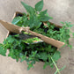 Sips & Dips Garden Kit with seasonal herb plants