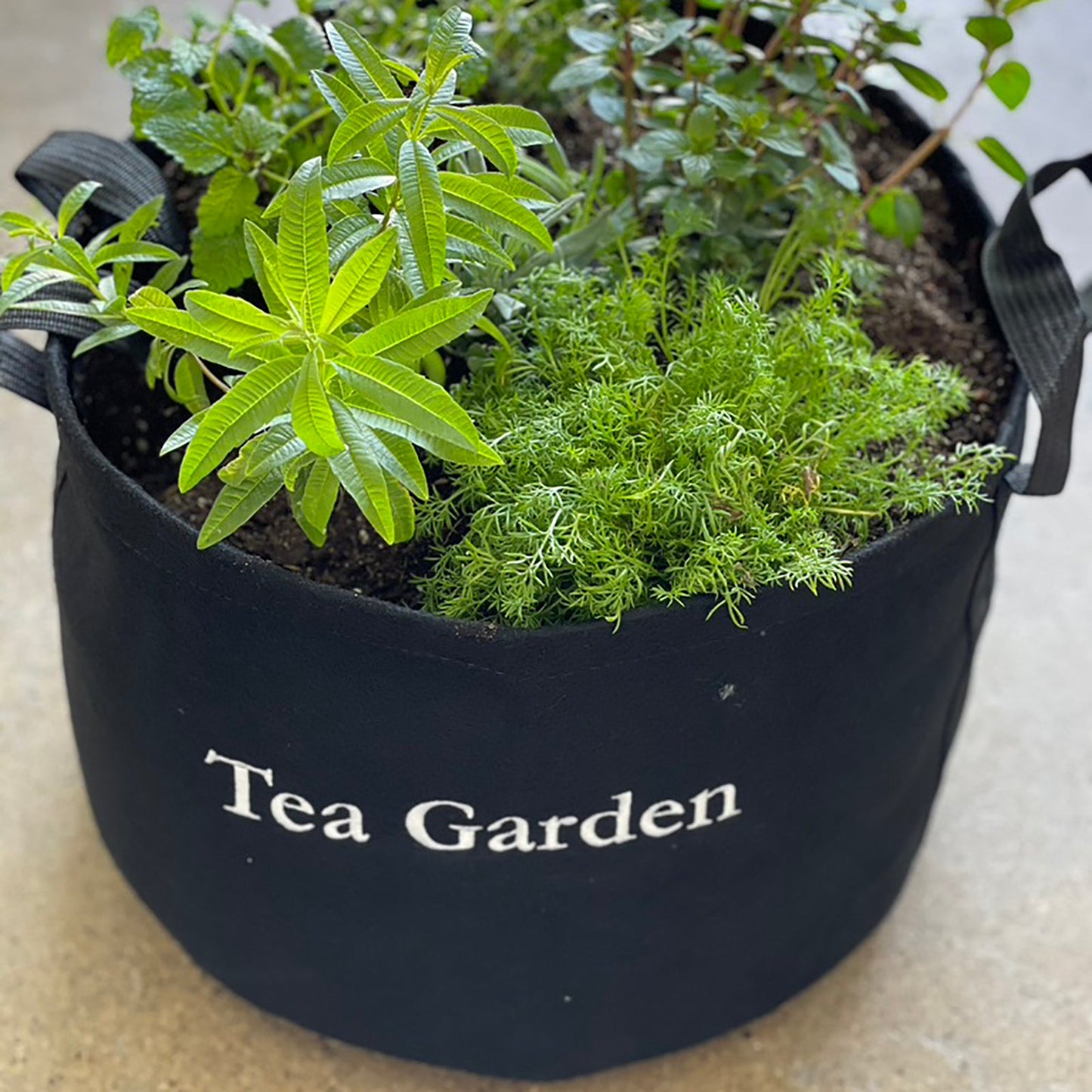 tea bags for indoor plants Tea Garden Kit with seasonal herb plants