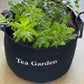 Tea Garden Kit with Plants - Goody