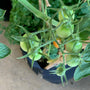 Salad Garden Kit with tomato plant & herbs