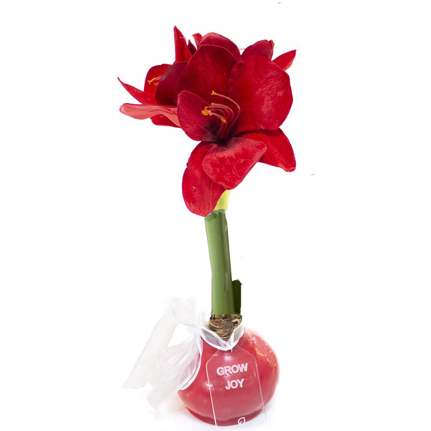 Red Waxed Amaryllis Bulb, Red Bloom Sold Out