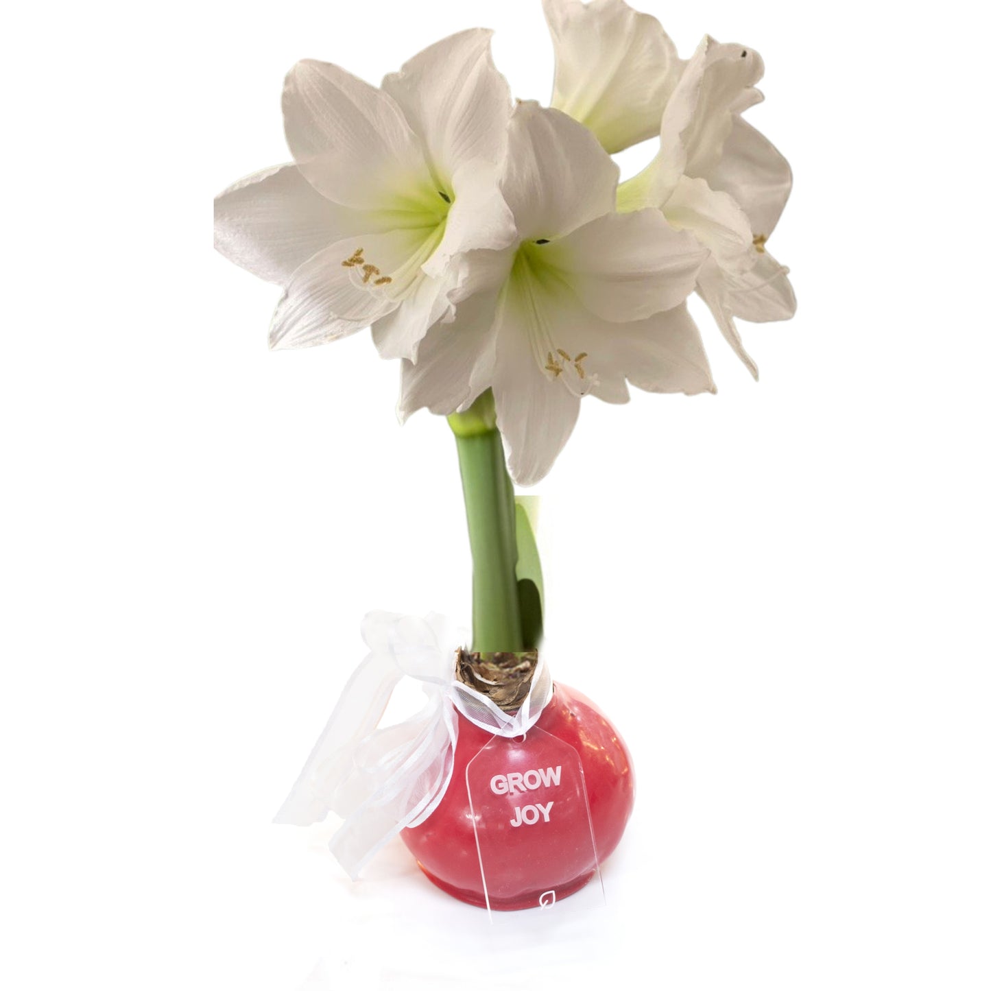 Red Waxed Amaryllis Bulb, Red Bloom Sold Out