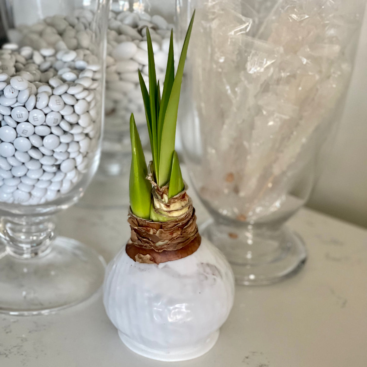 White Waxed Amaryllis Bulb with sovereign blooms