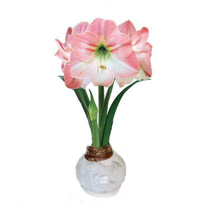 White Waxed Amaryllis Bulb with Pink & White Bloom