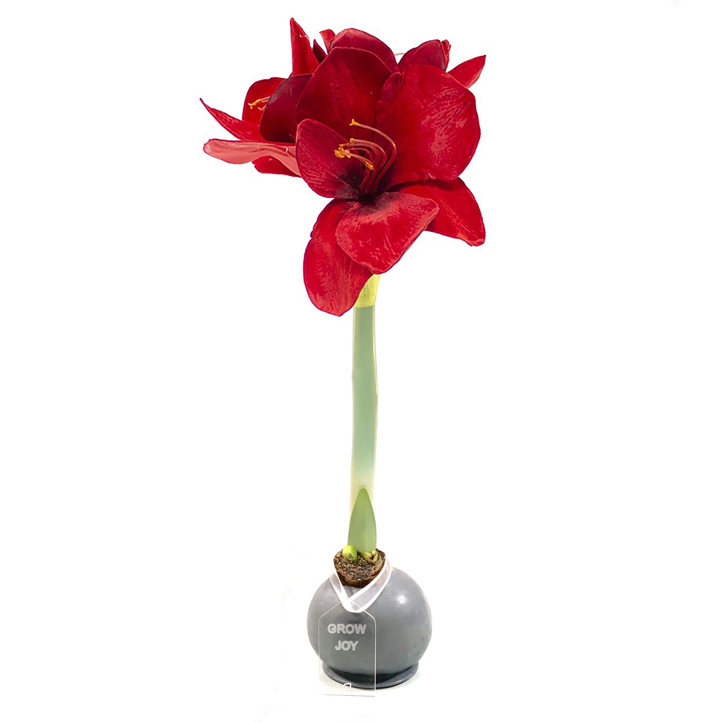 Silver Waxed Amaryllis Bulb, Red Bloom - Sold Out